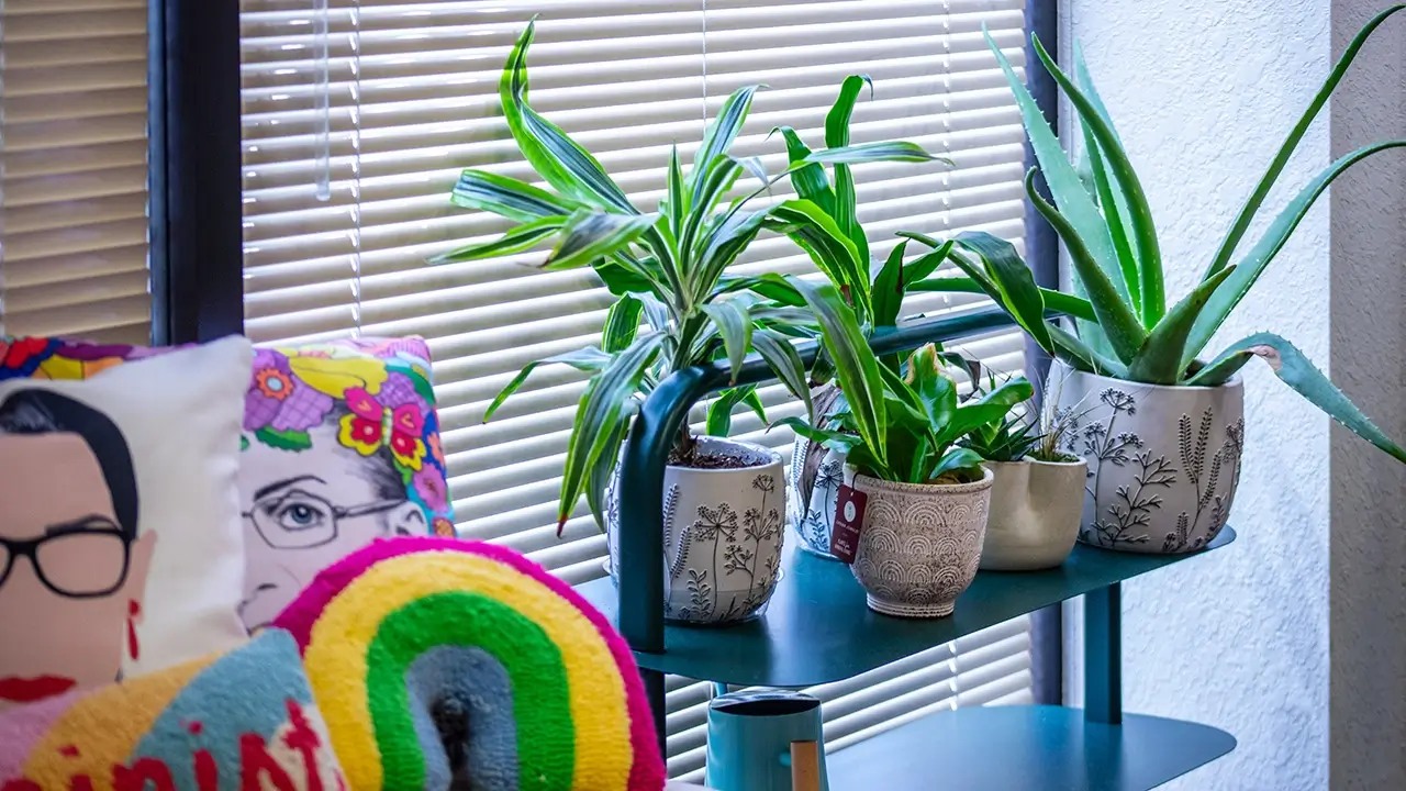 Plants and throw pillows in office
